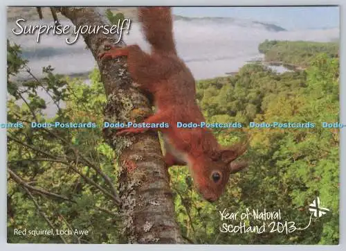 D324013 rotes Eichhörnchen. Loch Awe. Scottish Daily Mail. Schottlands BIG 5. Hotspots.