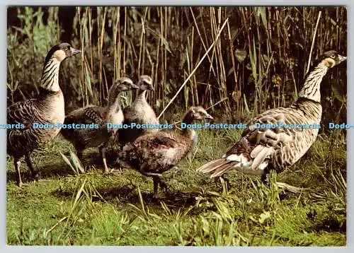 D324189 Hawaiigänse mit Jungen beim Wildfowl Trust. Philippa Scott. J. Arth