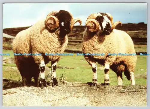 D324284 Britische Schafrassen. Lonk. Hauptsächlich auf den Pennines zu finden. Britische Wolle M