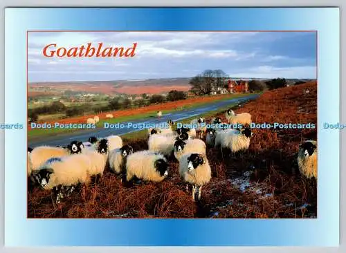 D324287 Schafe bei Goathland. North Yorkshire. Paul Ridsdale. Judges Ltd. Hastings