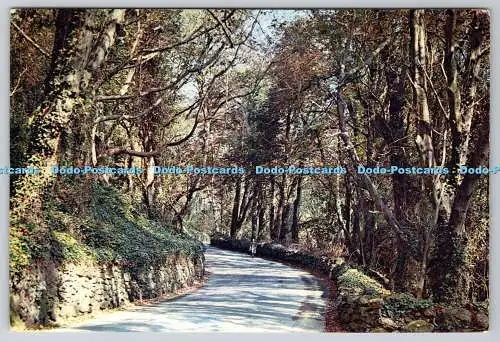 D324303 The Undercliff. Ventnor. Isle of Wight. J. Arthur Dixon Ltd. Newport. I.