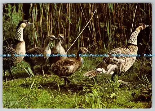 D324342 Hawaiigänse mit Jungen beim Wildfowl Trust. Philippa Scott. DRG. J.