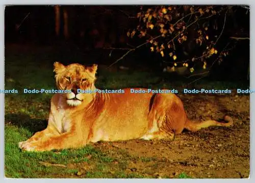 D324343 Monika die Löwin. Im Royal Windsor Safari Park. J. Arthur Dixon Ltd