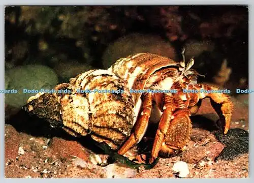 D324344 World of the Seahore. Gemeine Einsiedlerkrabbe. Eupagurus bernhardus. Pat Morr