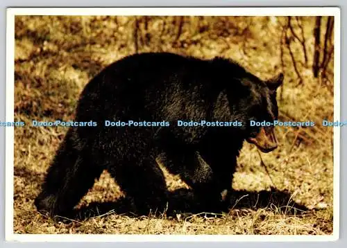 D324477 Schwarzbär. Halle Flygare. Kanadische Rocky Mountains. Lawson Graphics Pacific Lim