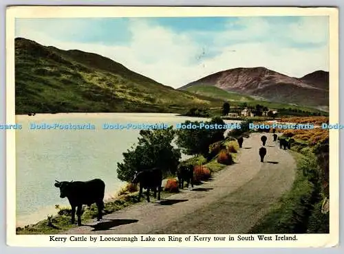 D324484 Kerry-Rinder am Looscaunagh-See auf Ring of Kerry-Tour im Südwesten Irlands