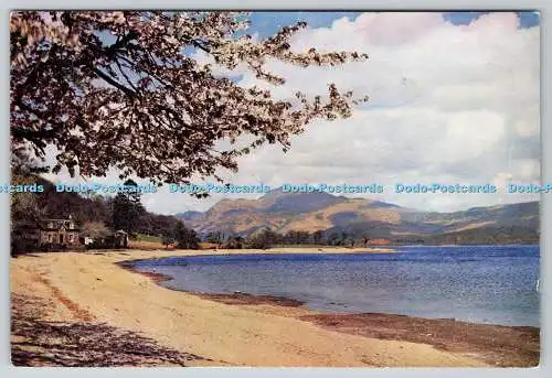 D324653 Blütezeit am Loch Lomond mit Ben Lomond in der Ferne. Wm. S. Thom