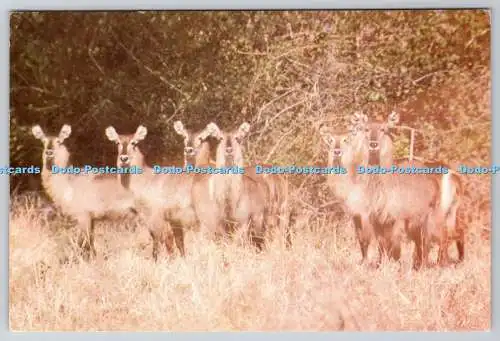 D325069 Wasserbock. Kobus ellipsiprymnus. Der Bücherständer. Chipata. Sambia. Postwagen