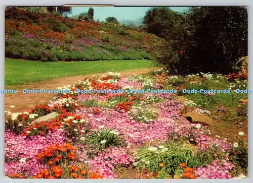 D325096 Johannesburg. Südafrikanische Frühlingsblumen bei The Wilds. Rahmenwürdige Kneipe