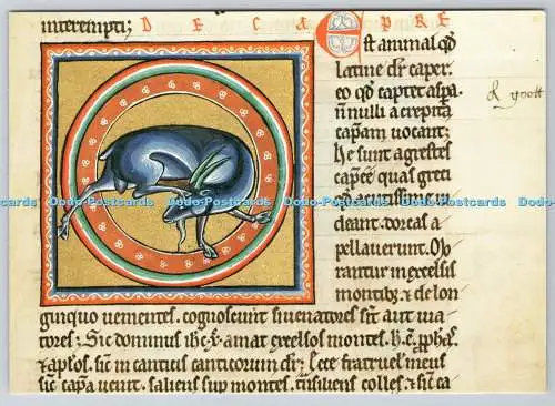D325098 Oxford. Bodleian Library. Die Heizziegen. Ashmole Bestiarium. Akademische Dru