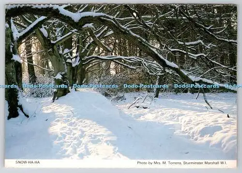 D325143 Schnee Ha Ha. M. Torrens. Sturminster Marshall W.I. Dorset Federation of