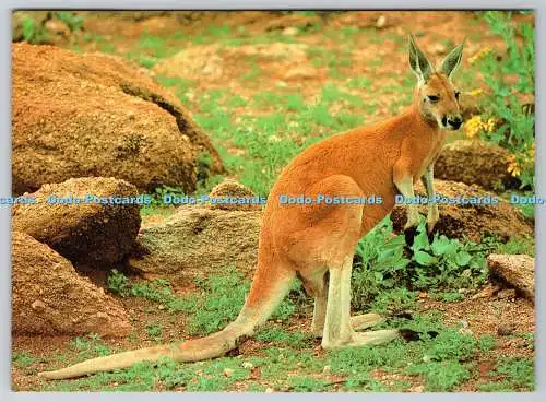 D325242 Australian Kangaroo. South Australian Postcard Company. Schlossgrüße