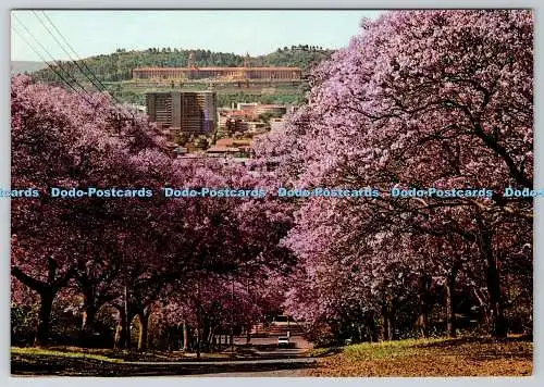 D328679 Pretoria. Union Buildings eingerahmt von Pretorias berühmten Jacaranda Bäumen. Fr