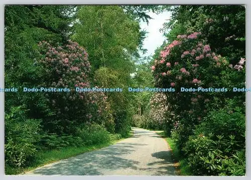 D334111 New Forest. Der Zierantrieb. J. Salmon. Sevenoaks. Kent