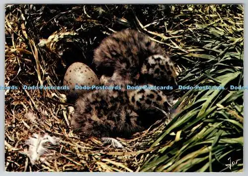 D328688 Oiseaux de Bretagne. Jeunes goelands dans leur nid. La Bretagne en Coule