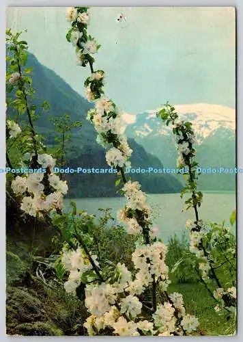 D326178 Norwegen. Sogn im Mai. Normanns Kunstforlag A.S. Oslo. PM. Sogndal. 1960.