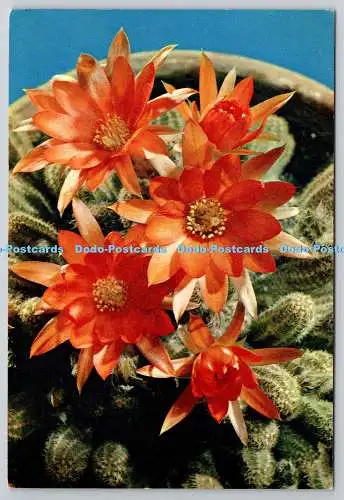 D326184 Erdnusskaktus. Chamaecereus silvestrii. J. Arthur Dixon. Newport. Farbe