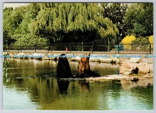 D328807 England. Cheshire. Chester Zoo. Seelöwen. Beric Tempest. St. Ives. Engl