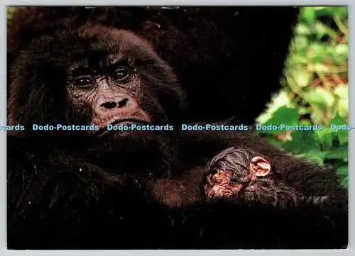 D334226 Zaire. Virunga Nationalpark. Neu am Berg eingetroffen. Berg Gori
