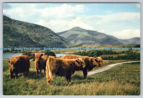 D334231 Argyllshire. In der Nähe von Loch Awe. J. Arthur Dixon. Inverness. Schottland. Noel H