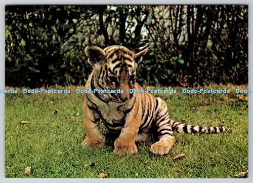 D328821 England. Cheshire. Chester Zoo. Tiger Cub. Beric Tempest. St. Ives. Engl