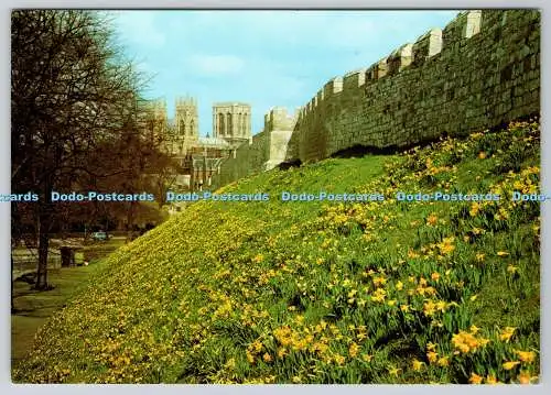 D328823 England. North Yorkshire. York. Narzissen an der Wand. DRG. J. Arthur Di