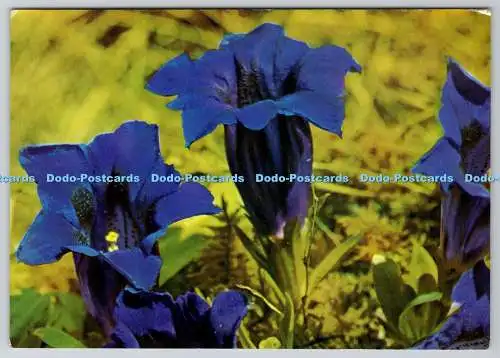 D328850 Enzianblüten. Gentiana septemfida. E. T. W. Dennis. Scarborough. Post