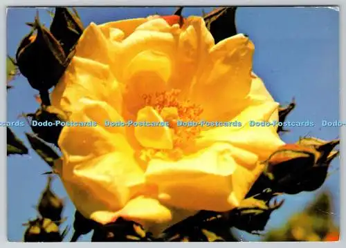 D328851 Gelbe Rose. Blüte mit Blüten. E. T. W. Dennis. Scarborough. Postkarte