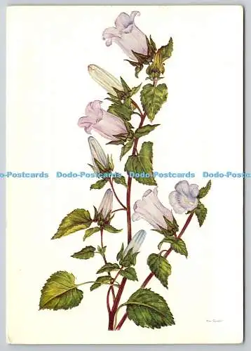 D326274 Campanula incurva. Wildblumen Griechenlands. C. Goulimis und N. Goulandris