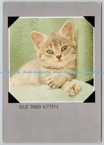 D326275 Blue Tabby Kätzchen. Jane Burton. Bruce Coleman. DRG. J. Arthur Dixon. Gre