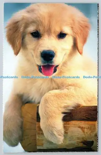D326281 Welpe. IFAW. International Fund for Animal Welfare. London. Postkarte