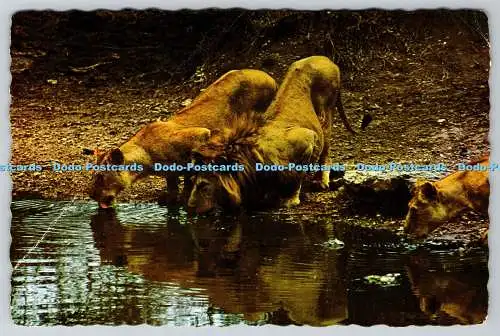 D328865 Löwe und Löwin trinken Wasser an einem Wasserloch in der Dämmerung. Bildverlag