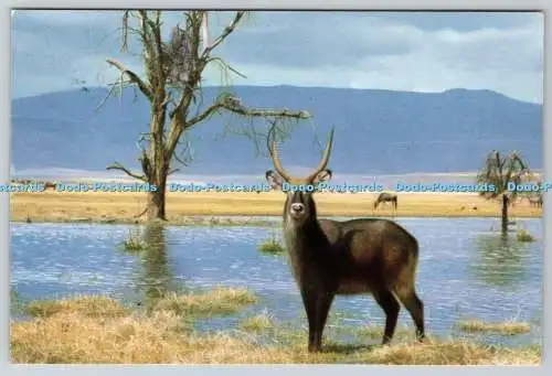 D328866 Waterbuck. Kobus ellipsiprymnus. Simon Trevor. Das ostafrikanische Wildleben