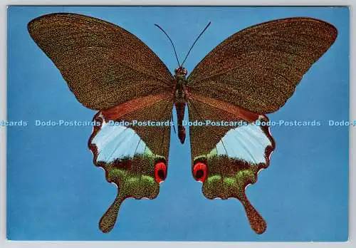 D328867 London. British Museum. Naturgeschichte. Tropische Schmetterlinge. Papilio k