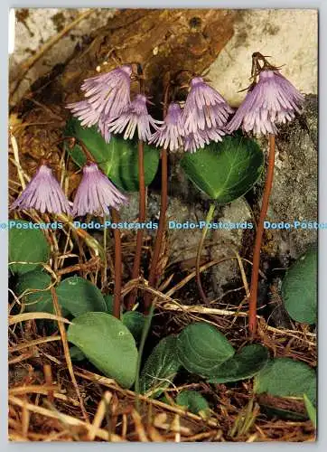 D326299 Soldanella alpina. Blumen. Engadin Press AG. Samaedan. Schweiz. Cho