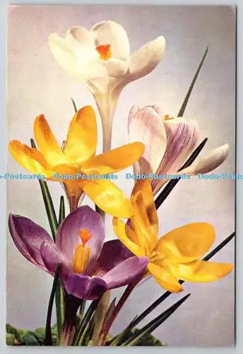 D326303 Krokus. Familie Iridaceae. J. Arthur Dixon. Newport. Farbfoto. N