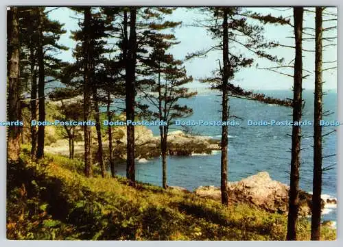 D328902 Kanalinseln. Guernsey. St. Martins. Kiefernwald. Jarrold. Norwich. C