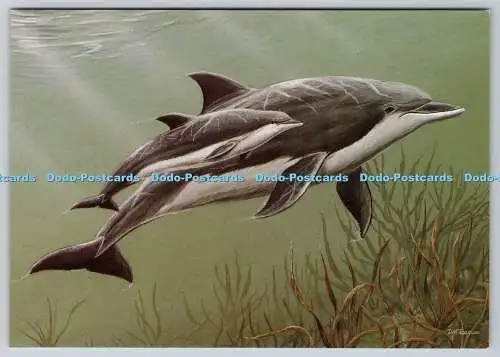 D328914 Flaschenkelfine. Delphinus truncatus. David Teague. John Hinde. Rot