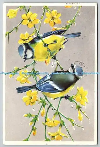 D326345 Blaumeisen auf Winterjasmin. Margaret Linnell. Royle Publications. Londo