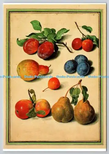 D326346 Victoria and Albert Museum. Herbstfrüchte. J. J. Walther. England. L265.