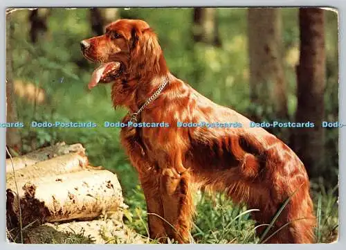 D328935 Irish Setter. Hund. C.L.I. DRG. J. Arthur Dixon. Großbritannien. Postwagen