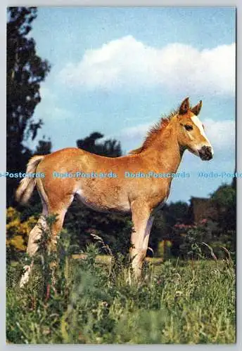 D326363 Das Fohlen. Kerl widerristet. J. Arthur Dixon. Newport. Farbfoto. Natu