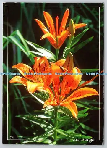 D326375 Image de Montagne. Lis orange. Rene Gerard Collomb. EDY Chambery France.