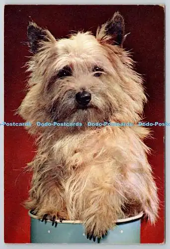 D326398 Wo ist mein Knochen. Terrier Hund. J. Arthur Dixon. Newport. Farbfotografie