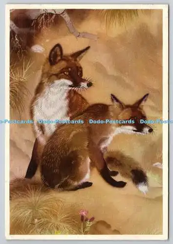 D326399 Fox Cubs Maurice Wilson. Royle Publications. London. England. PC. 46. Po