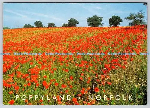 D328982 Norfolk. Mohnland. J. Salmon. Sevenoaks. Postkarte Kamerafarbe. England