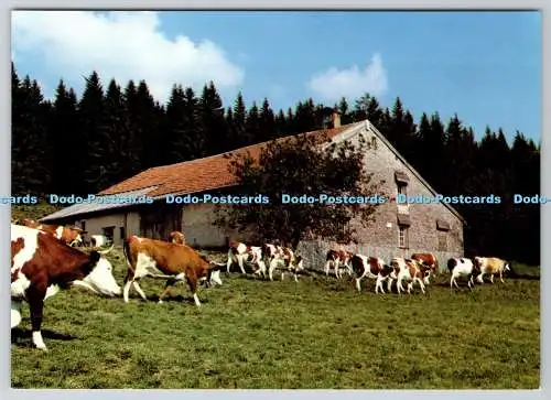 D334398 Paysages Des Monts Jura. Troupeau de Vaches Montbeliardes. Keller. S.P