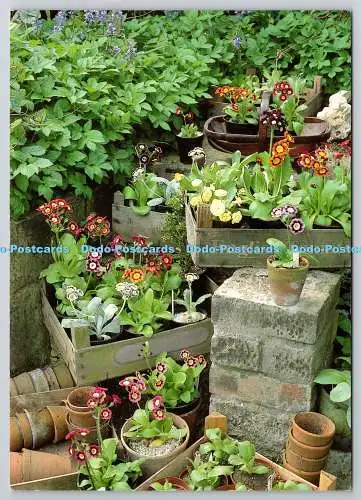 D326405 Töpfe mit Auriculas. Linga Burgess. Country Living Magazin. Kapitel und V