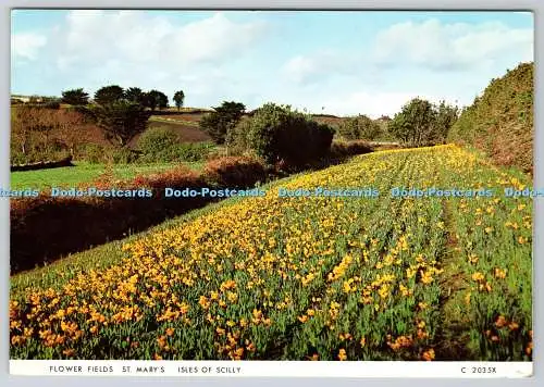 D328991 Cornwall. Scilly-Inseln. St. Marien. Blumenfelder. Richter. Hastings. E