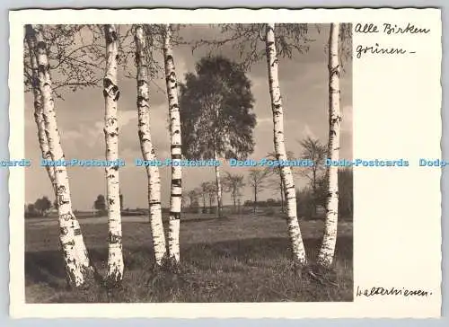 D331634 Alle Birken. Grunen. Walter Niessen. RP